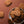 Spéculoos présentés dans une assiette sur fond brun, biscuits empilés